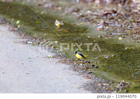 小川で餌を探す綺麗なキセキレイ（セキレイ科）  神奈川県相模原市、早戸川林道にて 2024年 119044070
