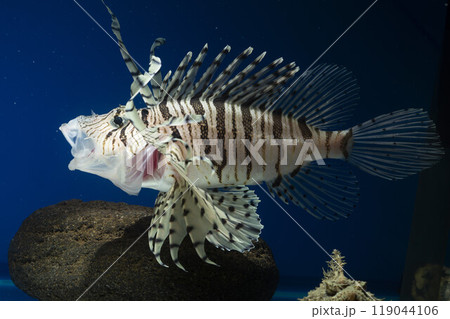 ミノカサゴ オニオコゼ カサゴ Lionfish オコゼ 毒魚 鬼虎魚 魚のあくび ミノカサゴ オニオコゼ カサゴ Lionfish オコゼ 毒魚 鬼虎魚 魚のあくび 119044106