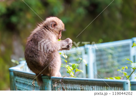 早朝の林道に現れた、可愛いニホンザル（オナガザル科）の群れ 神奈川県相模原市、早戸川林道にて2024 119044202
