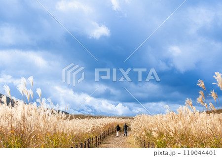 奈良県宇陀郡曽爾村にある秋の曽爾高原に生えるすすきと散策路 119044401