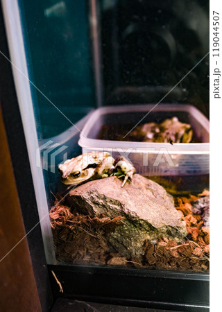 がまがえる 119044507