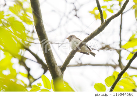 緑の中、さえずる可愛いコサメビタキ（ヒタキ科）  神奈川県相模原市、早戸川林道にて 2024年 119044566