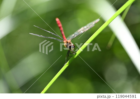赤トンボのマユタテアカネ（眉立茜） 119044591
