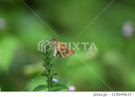 蝶のオオチャバネセセリ（大茶羽挵） 119044635