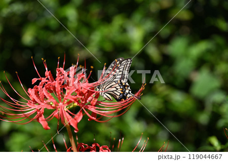 ナミアゲハ（並揚羽）とヒガンバナ 119044667
