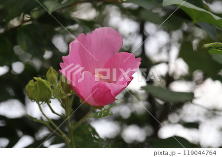 秋の庭に咲くピンク色のフヨウの花 秋の庭に咲くピンク色のフヨウの花 119044764