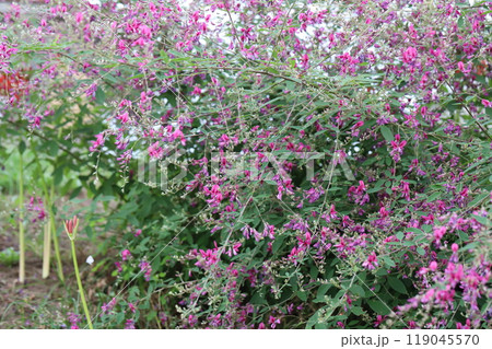 秋の野原に咲くアレチヌスビトハギのピンク色の花 秋の野原に咲くアレチヌスビトハギのピンク色の花 119045570