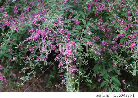 秋の野原に咲くアレチヌスビトハギのピンク色の花 119045571