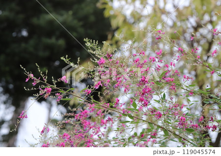 秋の野原に咲くアレチヌスビトハギのピンク色の花 秋の野原に咲くアレチヌスビトハギのピンク色の花 119045574