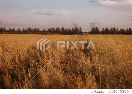 A field of tall grass with a cloudy sky in the background 119045596