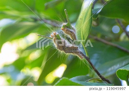 葉っぱの裏に並んでいるチャドクガの幼虫 葉っぱの裏に並んでいるチャドクガの幼虫 119045997
