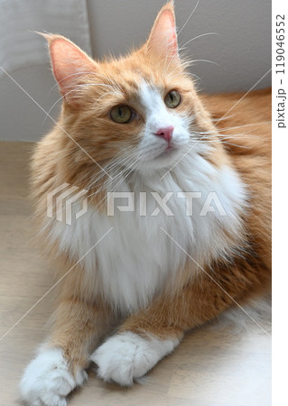 ノルちゃんくつろぐ 119046552