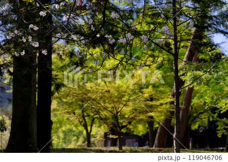 京都公園散歩 京都公園散歩 119046706