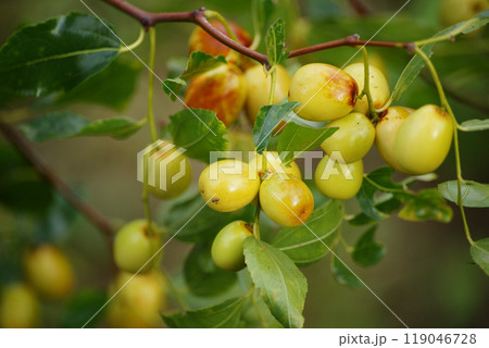 色づくナツメの実 色づくナツメの実 119046728