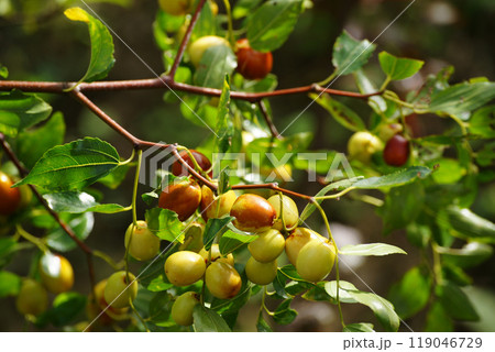 色づくナツメの実 119046729