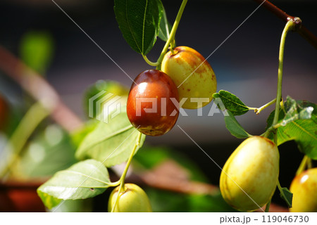 色づくナツメの実 色づくナツメの実 119046730