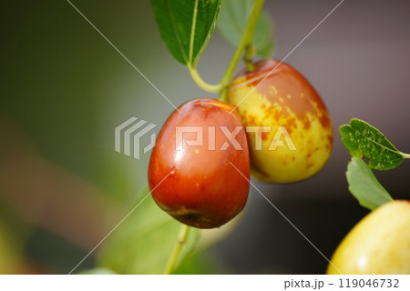 色づくナツメの実 119046732