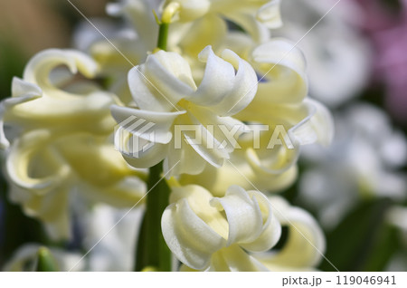 ヒアシンス 119046941