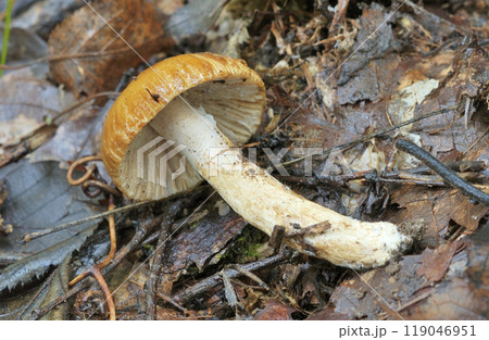 オキナクサハツ 119046951