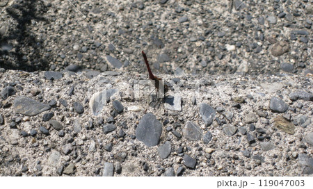 アキアカネ　赤とんぼ 119047003