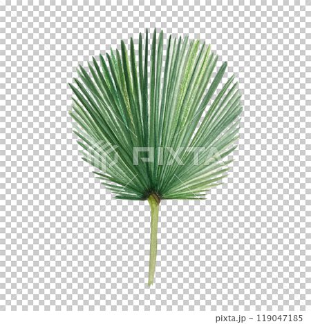 Palm leaf hand painted watercolor illustration isolated on white. High quality image perfect for cards, posters, stickers, eco materials, Christmas decoration design. Exotic plants clip art 119047185