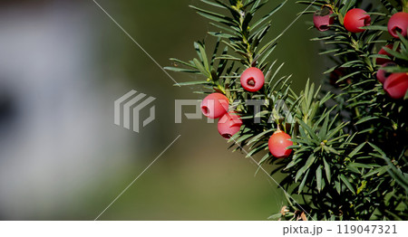 Vibrant red berries on a common yew tree, showcasing the lush green needles and natural beauty 119047321