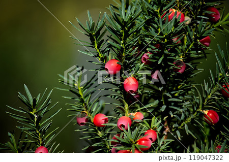 Close-up image of common yew berries on lush green needles, highlighting natural beauty 119047322