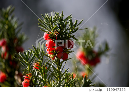Close-up image of common yew berries on lush green needles, highlighting natural beauty Close-up image of common yew berries on lush green needles, highlighting natural beauty 119047323