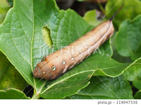 コズズメの幼虫 119047338