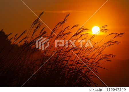 朝日に照らされるススキ 朝日に照らされるススキ 119047349