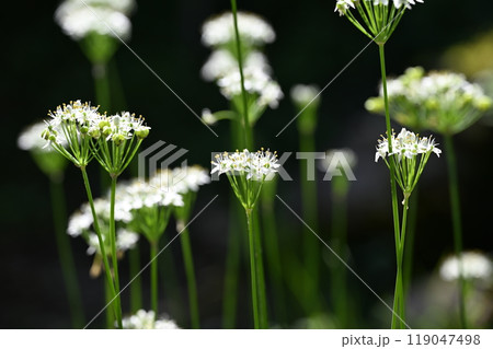 ニラ(韮)の花 ニラ(韮)の花 119047498