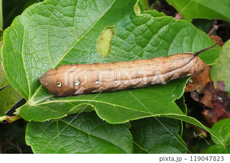 コズズメの幼虫 119047823