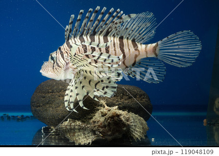 ミノカサゴ　オニオコゼ　カサゴ　Lionfish　オコゼ　毒魚　虎魚　鬼虎魚　遊離軟条 119048109