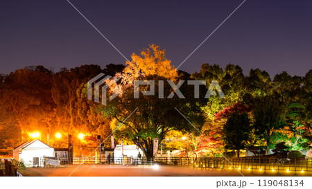 幻想的で美しい日本庭園　ライトアップ紅葉風景「旧細川刑部邸限定公開と紅葉ライトアップ」(熊本市) 119048134