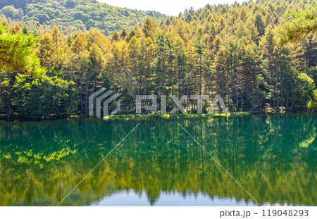 紅葉したカラマツ林が美しく映り込む御射鹿池（みしゃかいけ） 119048293
