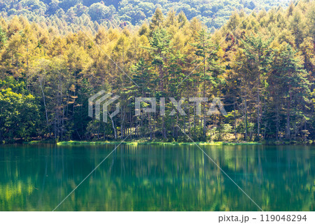 紅葉したカラマツ林が美しい御射鹿池（みしゃかいけ） 119048294
