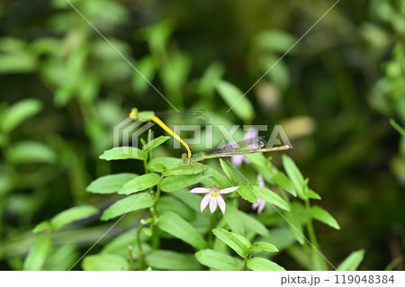 キイトトンボ（黄糸蜻蛉）の雌雄 119048384