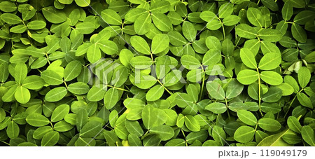 lots of creeping yellow peanut weeds leaves or leaf backdrop, botanical and natural leaf theme wallpaper background lots of creeping yellow peanut weeds leaves or leaf backdrop, botanical and natural leaf theme wallpaper background 119049179