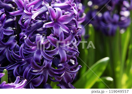 ヒヤシンスの花 119049557