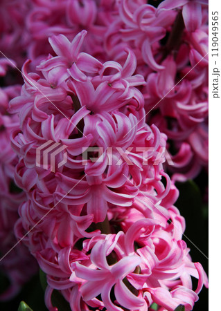 ヒヤシンスの花 119049565