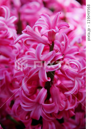 ヒヤシンスの花 ヒヤシンスの花 119049568