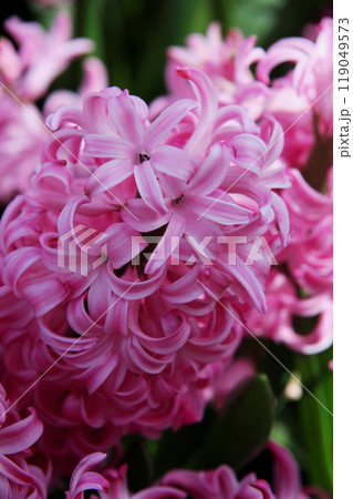 ヒヤシンスの花 ヒヤシンスの花 119049573