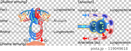 Gas exchange lungs breathing illustration german 119049618