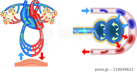 ガス交換　肺　呼吸　イラスト 119049622