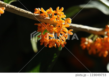 小さくてかわいらしいキンモクセイの花 119049733