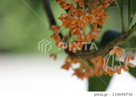 香り漂うキンモクセイの花 香り漂うキンモクセイの花 119049736
