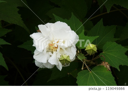 スイフヨウ　Hibiscus mutabilis cv. Versicolor 119049866