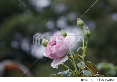 バラ　しのぶれど　Rosa  Rose 119049868