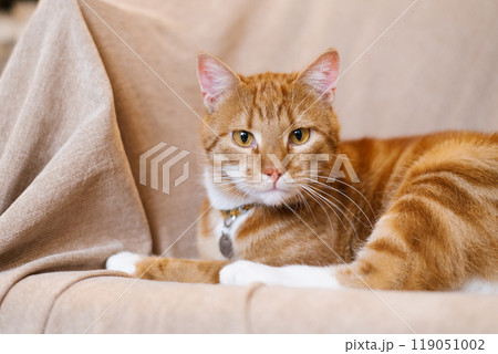 Red cat is laying on a couch with a collar around its neck 119051002