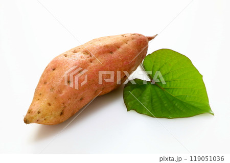 採れたてのサツマイモ(安納芋) 採れたてのサツマイモ(安納芋) 119051036